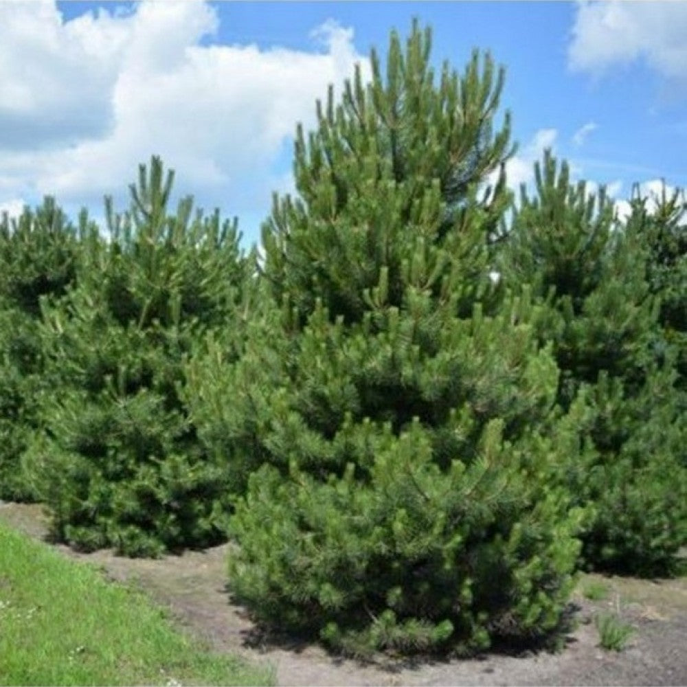 Austrian Pine (Pinus nigra)