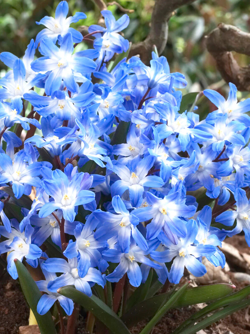 Chionodoxa luciliae (Snöglans / Glory of the Snow)