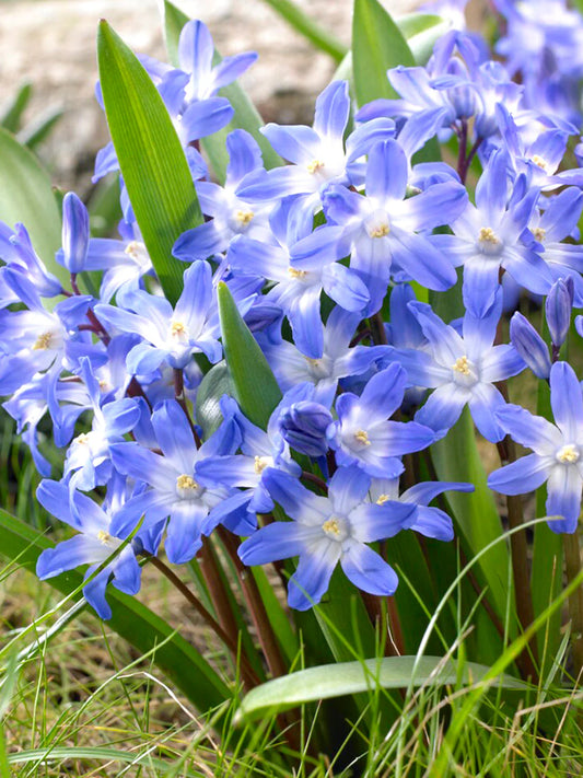 Chionodoxa luciliae (Snöglans / Glory of the Snow)