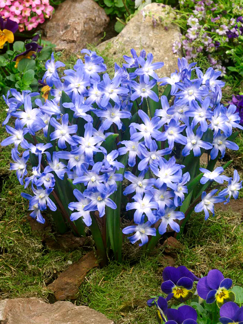Chionodoxa luciliae (Snöglans / Glory of the Snow)