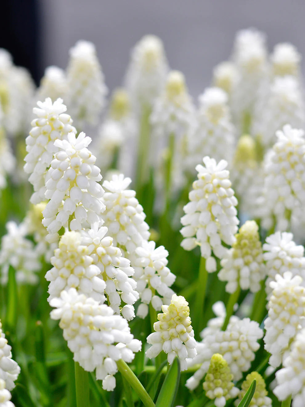 Muscari White Magic (Grape Hyacinth)