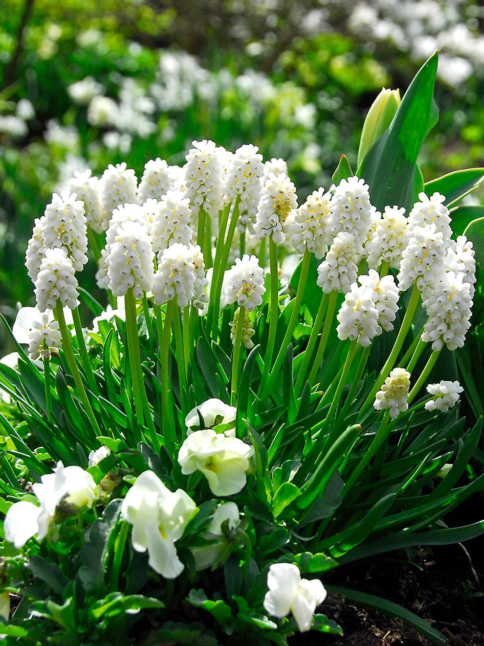Muscari White Magic (Grape Hyacinth)