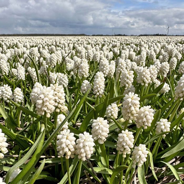 Muscari White Magic (Grape Hyacinth)