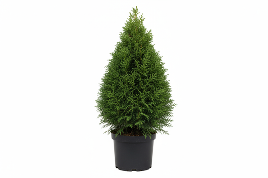 thuja brabant in a plastic pot 80 cm